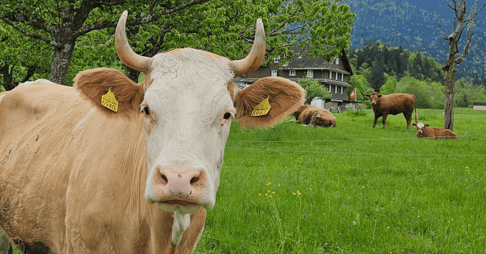 Beitragsbilder in Full HD für Blog(13) Kuh auf der Weide