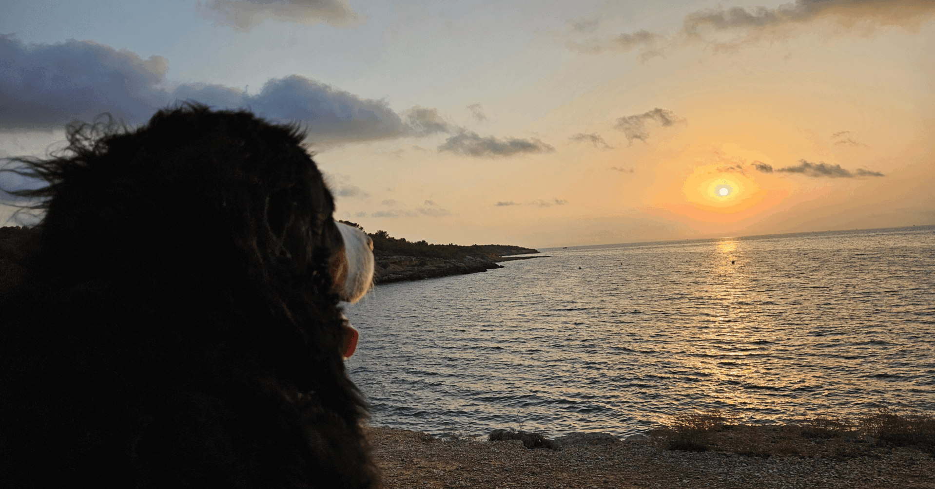 Beitragsbilder in Full HD für Blog(6) Sonnenaufgang mit Bernersennenhund