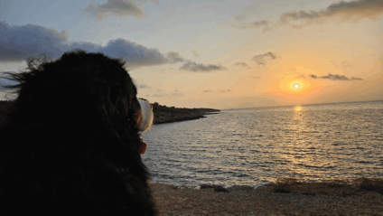 Sonnenaufgang mit Bernersennenhund