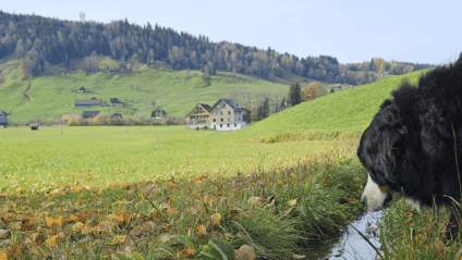 Hund im Ägerital