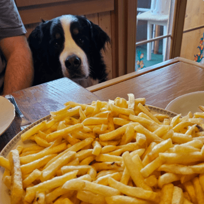 Hund mit Pommes