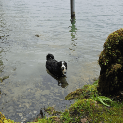 Hund