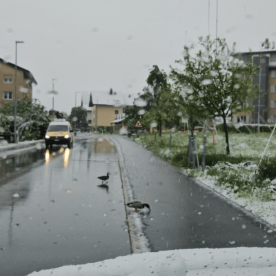 Enten