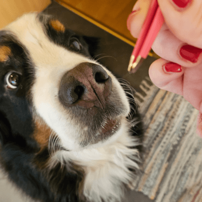 hund mit zecke
