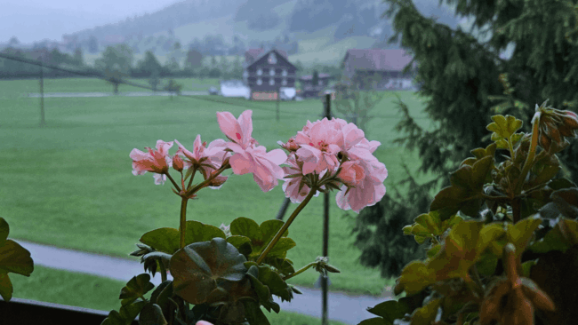 Geranienstimmung