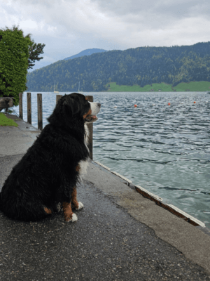 Hund