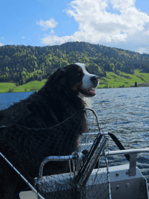 Berner