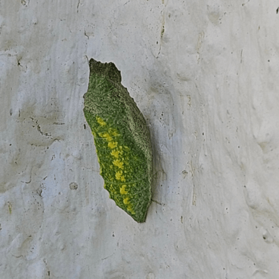 verpuppte Raupe